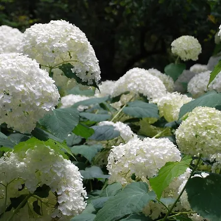 酒店 Della Pergola Relais Et Chateaux 阿拉西奥