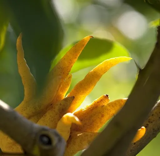 Della Pergola Relais Et Chateaux 5*