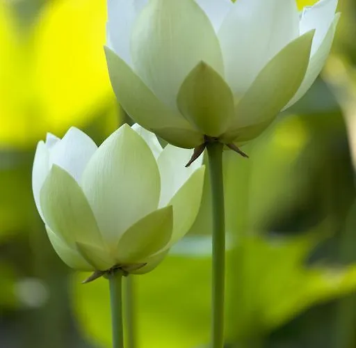 Отель Della Pergola Relais Et Chateaux Алассио